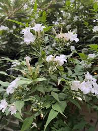 Image result for Jasminum pauciflorum