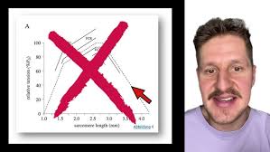 Training in gedehnten Position für den Muskelaufbau