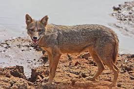 Help us keep jackal open and inclusive. Jackal Wikipedia