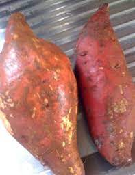 Maybe you would like to learn more about one of these? Jamaican Sweet Potato Pudding Recipe Jamaican Cookery
