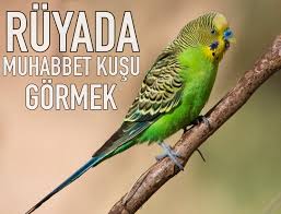 Ruyada Muhabbet Kusu Gormek Ne Anlama Gelir