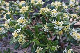 Image result for Pittosporum