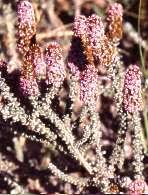 Image result for Stoebe