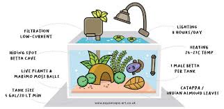 Caring For Your Goldfish In A Fish Bowl Without An Air Pump - Pethelpful