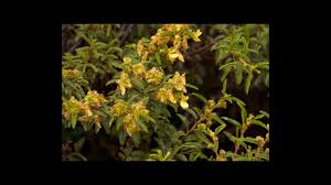 Image result for Kotschya