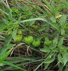 And there are many other edible species, including the clammy type (p. Bleeding Heartland