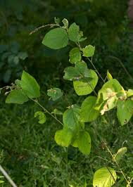 Image result for Polhillides