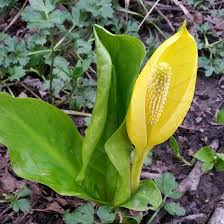 Please full view ~ thank you! Yellow Peace Lily Flower In Closeup Photo By Candice Osterman Photo Stock Snapwire