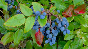 Der strauch kann als solitär, als heckenpflanze oder für eine gruppenpflanzung verwendet werden. Mahonie Mahonia Im Pflanzenlexikon Gartennatur Com