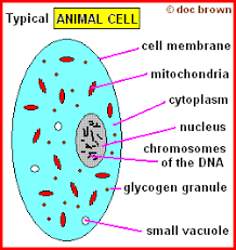 Structure Plant Cell Animal Bacteria Cells Prokaryotes Eukaryotes Similarities Differences Function Of Nucleus Cytoplasm Cell Membrane Mitochondria Ribosomes Cell Wall Vacuole Chloroplasts Subcellular Structures Igcse O Level Gcse Biology Revision
