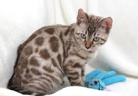 Bengal Info - Wildrose Bengals