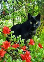 Alittlebitofsillinessreally Cats Pretty Cats Beautiful Cats