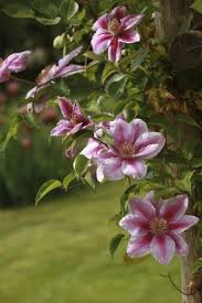 Maybe you would like to learn more about one of these? Support For Clematis Plants How To Train A Clematis To Climb Up Poles Or Trees Clematis Plants Clematis Vine Climbing Flowers
