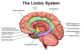 Anatomical Components Of The Limbic System Limbic System Emotional Resilience Brain Models
