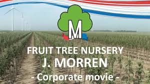 Considerations for growing backyard tree fruit. Planting Rootstocks Fruit Tree Nursery Morren Youtube