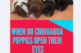 For this reason, it is extremely important to let a puppy's eyes open on their own, rather than trying to hurry the process along and force them to open. When Do Chihuahua Puppies Open Their Eyes Best Pet Care Hub