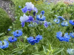 Maybe you would like to learn more about one of these? Robin S Ohio Garden Finegardening