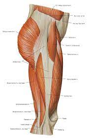 Human muscle system, the muscles of the human body that work the skeletal system, that are under voluntary control, and that are concerned with movement, posture, and the upper leg and knee. 44 Muscles And Anatomy Ideas Anatomy Muscle Anatomy Human Anatomy