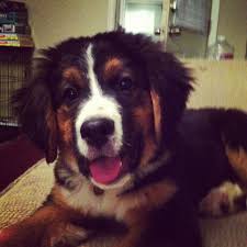 Bernese mountain dog breeders in wisconsin. Pin By Pet Step On Interests And Hobbies Saint Bernard Dog Mountain Dogs Dog Person