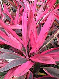 We did not find results for: Red Sister Aloha Tropicals