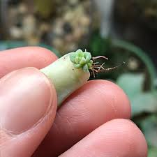 Go on to discover millions of awesome videos and pictures in thousands of other categories. The Tiniest Baby Succulents