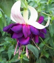 Risultati immagini per Naturaleza perfecta. Fuchsia.