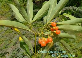 Image result for Cordia sinensis