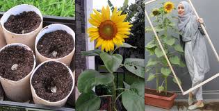 Bunga matahari dapat tumbuh dengan baik di dataran rendah hingga tinggi dengan kondisi sinar matahari yang penuh dan tidak terlalu berangin. 7 Langkah Mudah Menanam Bunga Matahari Lumayan Buat Spot Selfie Di Halaman Sendiri
