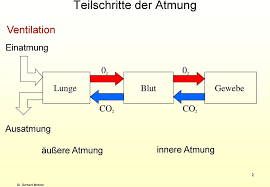 Man unterscheidet in innere und äußere atmung. Atmung Ast Der Lungenvene Sauerstoffreiches Blut Ast Der Lungenarterie Sauerstoffarmes Blut Nasenraum Terminale Bronchiole Pdf Kostenfreier Download