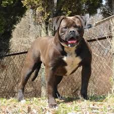 Maybe you would like to learn more about one of these? Sabk Black Pearl 11 Black Diamond American Bulldogs ÙÙØ³Ø¨ÙÙ