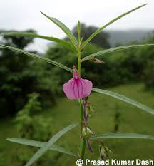 Image result for Afrohybanthus enneaspermus