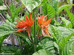 Image result for Justicia striata