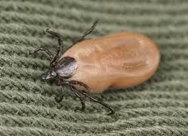 Kopeklerde Lyme Hastaligi Lyme Virus Atasehir Veteriner Klinigi Atasehir 7 24 Veteriner Kurumsal