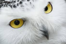 Big Black And White Bird With Yellow Beak Owl Beak Face Eyes Bird Image At Mypixa Snowy Owl Owl Eyes Owl Photos