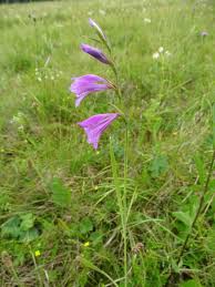 Image result for Gladiolus juncifolius