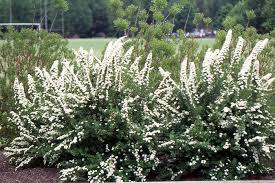 Image result for Isopyrum nipponicum