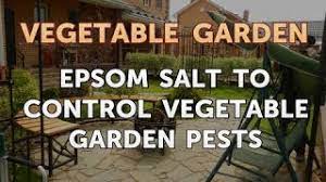 The epsom salt will not only keep away ground hogs and other pests, including rabbits and squirrels, it is will help your plants grow. Quick Answer Does Epsom Salt Keep Rabbits Away Business Finance