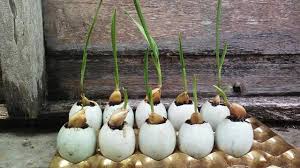 Penanaman bawang putih dalam cangkang telur bertujuan untuk mempercepat tumbuhnya tunas. Menanam Bawang Putih Media Tanam Cangkang Telur