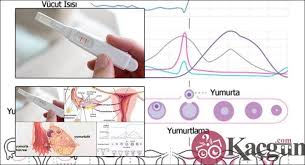Ovulasyon Yumurtlama Donemi Nedir Kadin