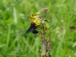 Image result for Crotalaria comosa