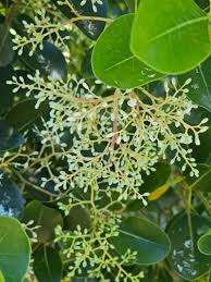 Image result for Apodytes dimidiata