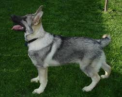 German shepherd puppies are often listed as one of the most popular puppy breeds in the united states. Silver Sable German Shepherd Sable German Shepherd Silver Sable German Shepherd German Shepherd Puppies
