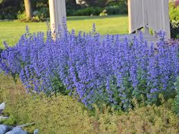 Deer resistant doesn't mean deerproof — it means that someone usda zones: Close The Salad Bar With These Deer Resistant Perennials Lifestyles Wcfcourier Com