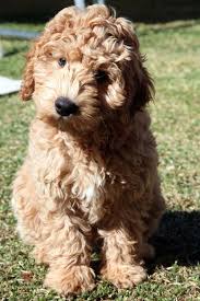 Premium labradoodle for sale in texas. The Journey Back Sweet Dogs