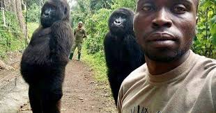 Orphaned Gorillas Strike A Pose In Selfie With Park Ranger Gorilla Mountain Gorilla Ranger