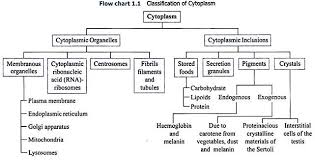 Classification Of Cytoplasm With Diagram Term Paper