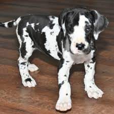 Reputable breeders microchip & register their puppies. Betsy Great Dane Puppy 626521 Puppyspot