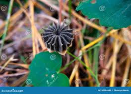 Image result for Abutilon hirtum