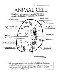 Packet includes ready to print plant and animal cells student worksheets. Animal And Plant Cells Worksheet Key Nidecmege