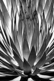 Black And White Photography Prints For Sale Plants Artwork For Sale Posters And Prints At Art Com Bw Art Photography Prints Art Art Prints